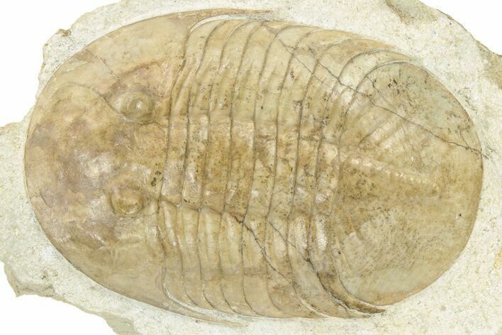 Pseudobasilicus Lawrowi Trilobite - Russia #237037